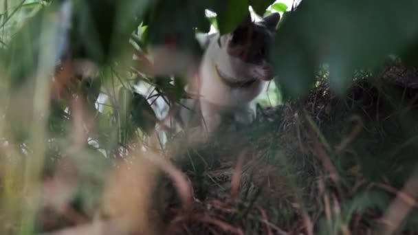 Mały Puszysty Kot Siedzi Zielonej Trawie Domowy Kot Siedzi Ogrodzie — Wideo stockowe