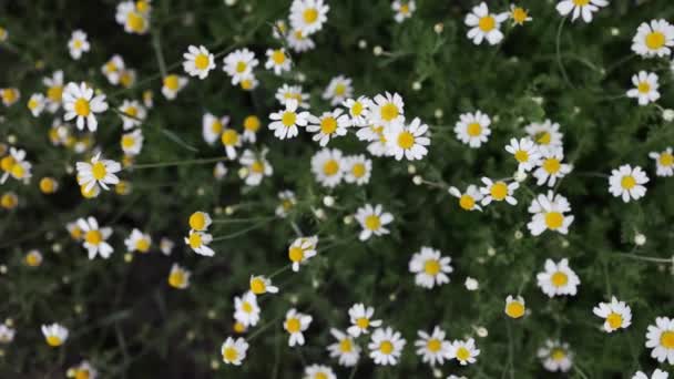 Rumianek Bliska Kwiaty Rumianku Bliska Piękny Kwiat Rumianku Zbliżenie — Wideo stockowe
