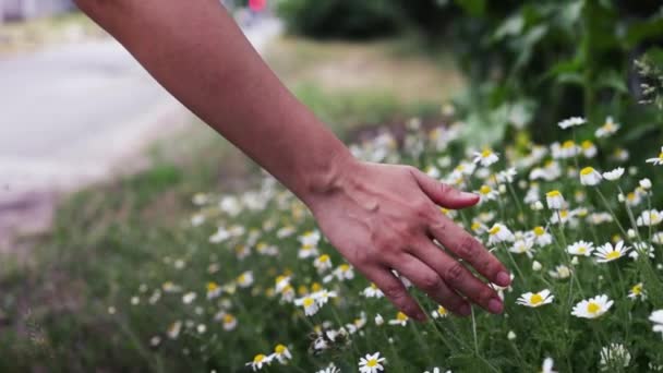 Dłoń Kobiety Delikatnie Dotykając Kwiatów Rumianku Wiosną Lub Latem Ciesząc — Wideo stockowe