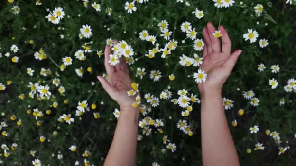 春や夏の日には女性の手でカモミールの花に優しく触れる 穏やかな自然 休日の週末の冒険 レジャー休暇のコンセプトをお楽しみください スローモーション — ストック動画