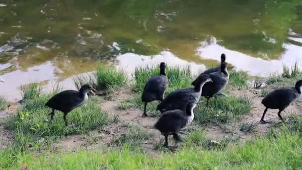 Canards Colverts Sauvages Nagent Dans Étang Près Rivage Une Famille — Video