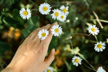 Sabahın köründe beyaz papatya çiçekleri kapanıyor. Bitkisel ilaçlar.