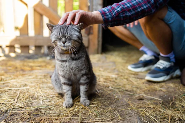 Simogass Kezeddel Egy Vidéki Macskát Macska Élvezi — Stock Fotó
