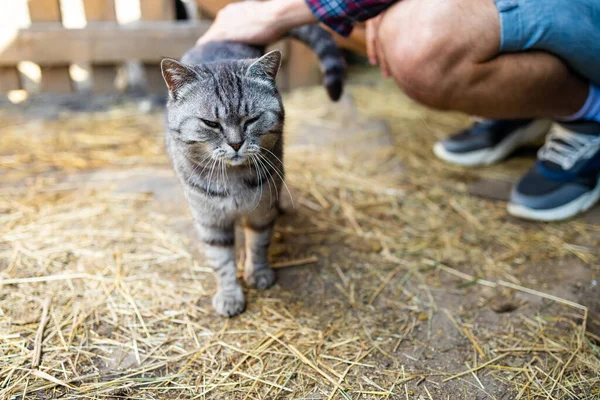田舎で野良猫を手で撫でて 猫は楽しむ — ストック写真