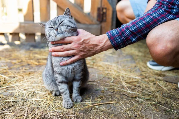 Egy Férfi Veri Macskát Szabadban Kézen Fogva Szorongatja Macska Nyakát — Stock Fotó