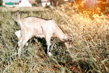 Keçi çocuk çayırda otluyor, geniş açılı, arka plan güneşli yakın plan fotoğrafı..
