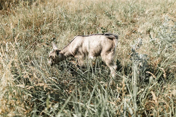 山羊小孩在草地上吃草 广角近照背光阳光 — 图库照片