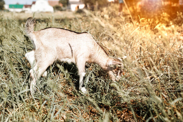 козленок пасущийся на лугу, широкоугольное фото рядом с подсветкой солнца.