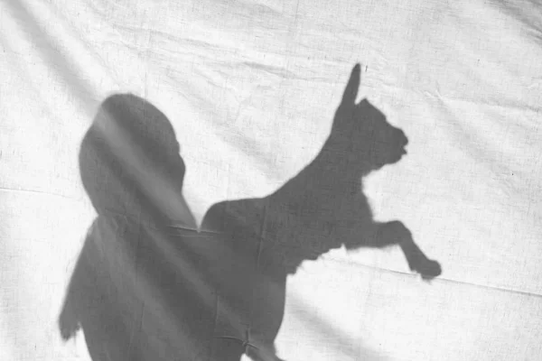 Silhouette Eines Mädchens Streicht Über Eine Kleine Ziege Dorf — Stockfoto