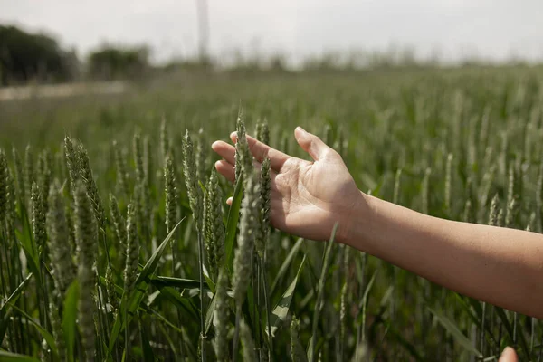 雌手抱着青麦穗在田里 成熟的耳朵 女人在麦田里走来走去 用手触摸着青绿的麦穗 农业企业 — 图库照片
