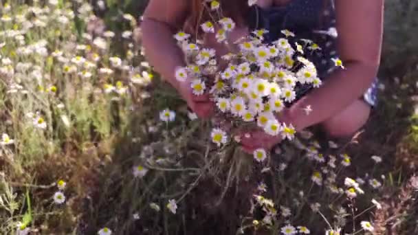 Женская Рука Собирает Ромашковые Цветы Букете Зеленом Лугу Романтика Природа — стоковое видео