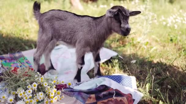 山羊小孩在草地上吃草 广角近照背光阳光 — 图库视频影像