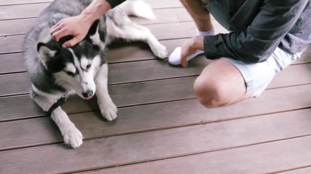 Yakından Bakınca Insanların Yeşil Çimenleri Okşamasından Hoşlanan Sevimli Bir Köpek — Stok video