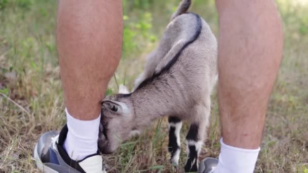 Homme Heureux Apparence Caucasienne Fermier Tient Étreint Chèvre Préférée Une — Video