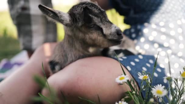 农夫抱着他最喜欢的山羊 一只小山羊 夏天乡村的概念 接近户外文娱 — 图库视频影像