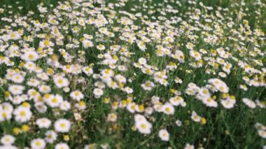 Papatya çayı yakın plan. Papatya çiçekleri kapanıyor. Güzel papatya çiçeği yakın plan