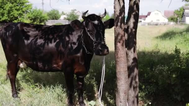 Closeup Black Cow Tied Tree Trunk — Stock Video