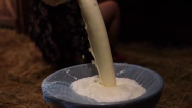 Süt çiftliğindeki bir kovaya dökülen taze inek sütünü kapatın. Süt ürünleri. Kırsal tarım. Süt daha sonra pamuktan geçirilir ve taşıma çanağına konur..