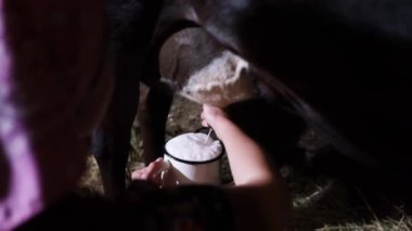 Kırsal kesimde çalışan kadın inekleri sağıyor..