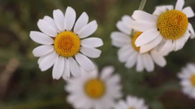 Papatya çayı yakın plan. Papatya çiçekleri kapanıyor. Güzel papatya çiçeği yakın plan
