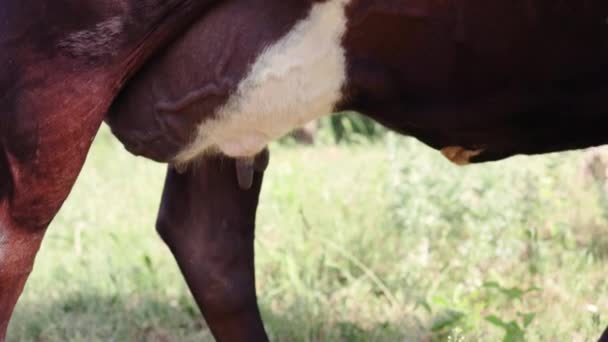 Cow Udder Close Isolated Farmland Farm Animals Slow Motion Footage — Stock Video