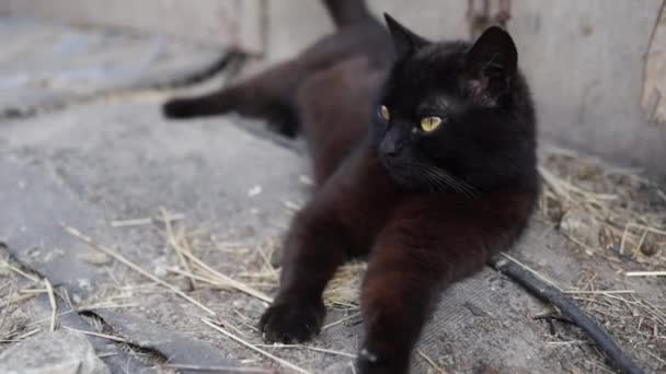 Чорний Кіт Лежить Землі Кішки Вулиці Сільські Коти Зовні — стокове відео