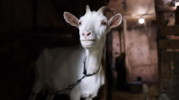 Landwirtschaft Und Natürliches Konzept Weiße Erwachsene Ziege Steht Dorf — Stockvideo