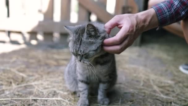 Älskade Unga Manliga Bonde Petting Katt Ladan — Stockvideo