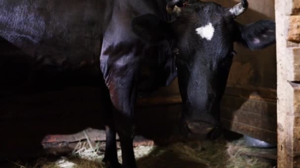 牛を搾乳する農村部の働く女性は — ストック動画