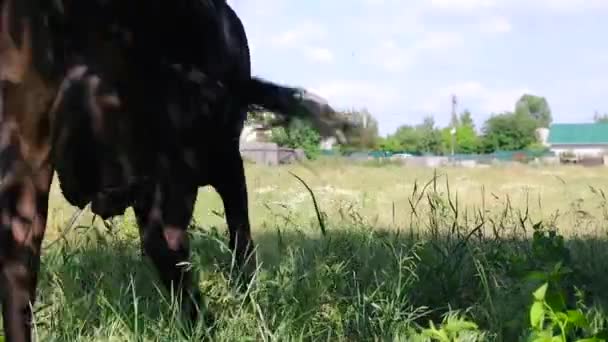 Молодая Черная Корова Ест Траву Поле Среди Дикой Природы — стоковое видео