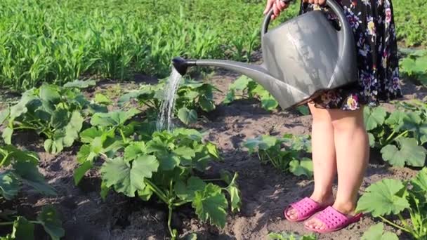 Femme Agricultrice Arrosant Potager Soir Coucher Soleil — Video