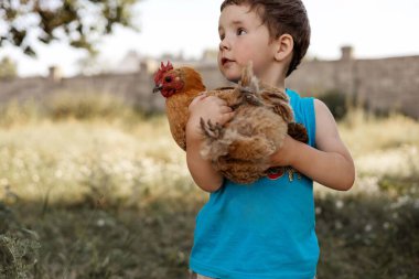 Bir çocuk tavuğa sarılıyor. Tatlı çocuk köyde bir horoza sarılıyor.. 