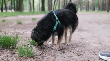 Küçük erkek köpek çimenleri kokluyor, bacağını kaldırıyor ve köpek parkındaki çimlere işiyor.. 