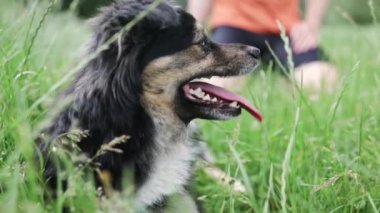 Şirin küçük köpek ve sahibi parkta birlikte oynuyorlar. Kürklü köpek okşamayı ve insanın en iyi arkadaşıyla iyi vakit geçirmeyi sever. Parktaki çimlerde eğleniyorum. Koşumlu köpek.