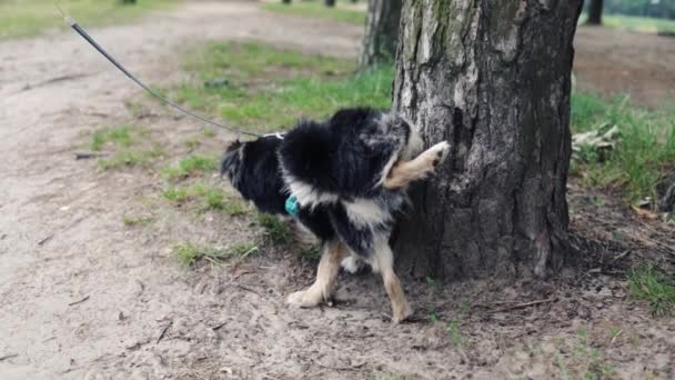 小公狗嗅着草 抬起腿 在公园的草地上撒尿 — 图库视频影像