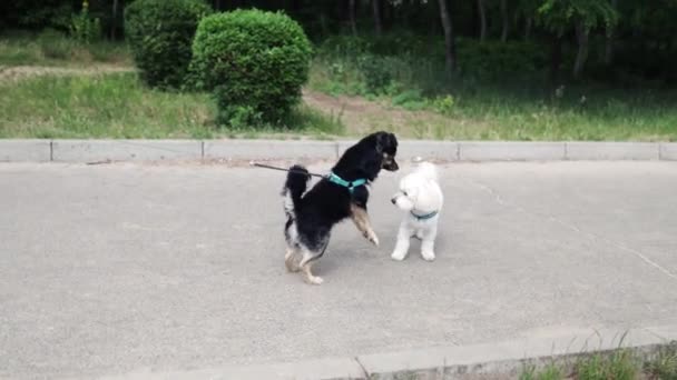 Két Kutya Találkozik Egy Parkban Szaglásznak Egymás Orra Előtt — Stock videók