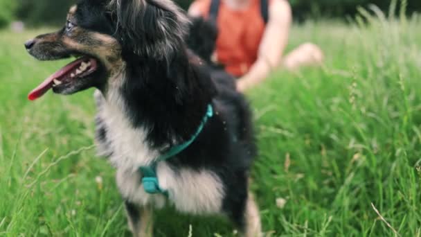 Netter Kleiner Hund Und Sein Herrchen Spielen Zusammen Park Der — Stockvideo