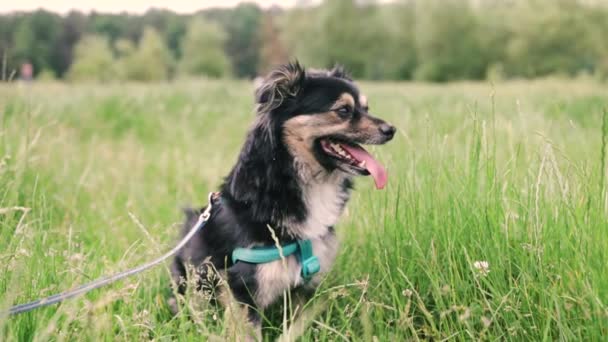 Pes Těžce Oddychuje Vyplněným Jazykem — Stock video