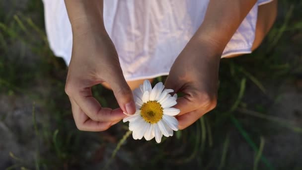 Kobieta Stokrotka Kobiece Dłonie Rozrywają Płatki Kwiatka Stokrotki Przepowiadanie Szczęścia — Wideo stockowe