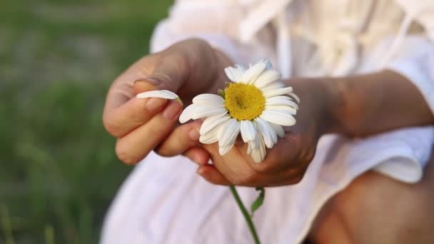 Kobieta Stokrotka Kobiece Dłonie Rozrywają Płatki Kwiatka Stokrotki Przepowiadanie Szczęścia — Wideo stockowe