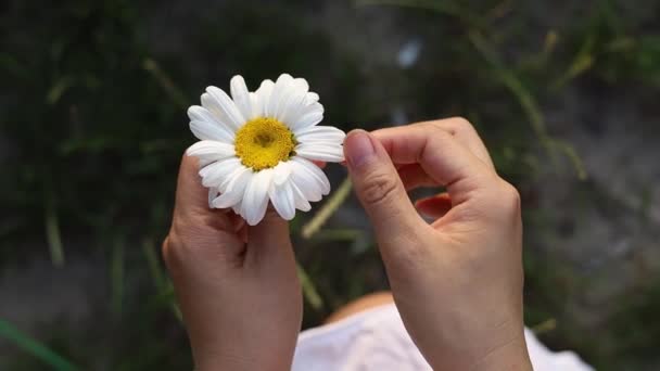 Margeritenfeld Weibliche Hände Reißen Blütenblätter Der Gänseblümchenblümchen Wahrsagerei Über Eine — Stockvideo