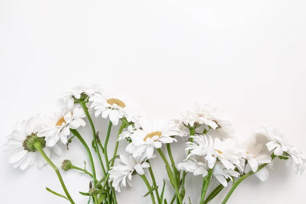 stock image White daisies on white background with copy space.