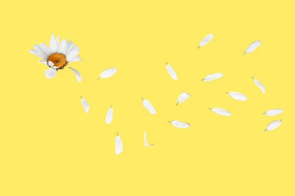 黄色い背景に花弁が飛び交うデイジーの花 — ストック写真