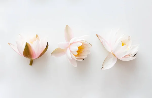 Pink Lotus Flowers Isolated White Background Water Lily — Stock Photo, Image