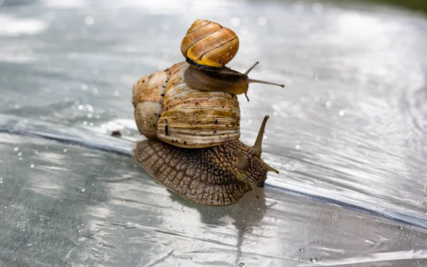 Two Snails Mother Baby Crawling Umbrella Rain Shallow Depth Field — Stock Photo, Image