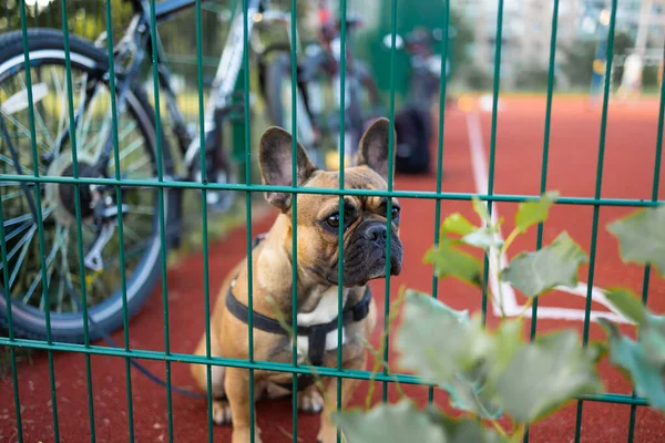Leuke Franse Bulldog Puppy Rustend Speelplaats — Stockfoto