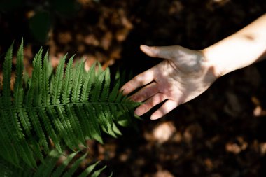 Bir kadın eli ve eğrelti otu yaprağı. İnsan ve doğa.