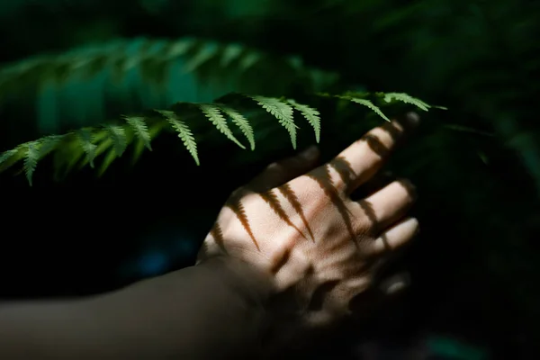 Uma Mão Mulher Uma Folha Samambaia Homem Natureza — Fotografia de Stock