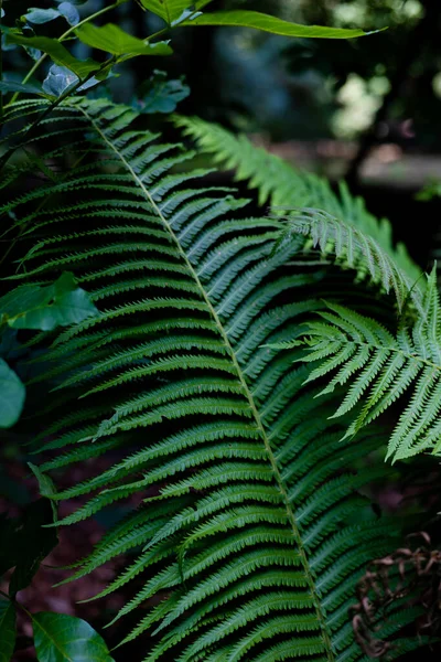 Zelené Kapradinové Listy Jsou Blízko Přirozené Pozadí Selektivní Zaměření — Stock fotografie