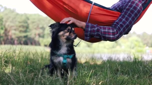 Мягкое Влияние Гамака Летнем Лесу Приводит Человека Собаку Состояние Спокойствия — стоковое видео
